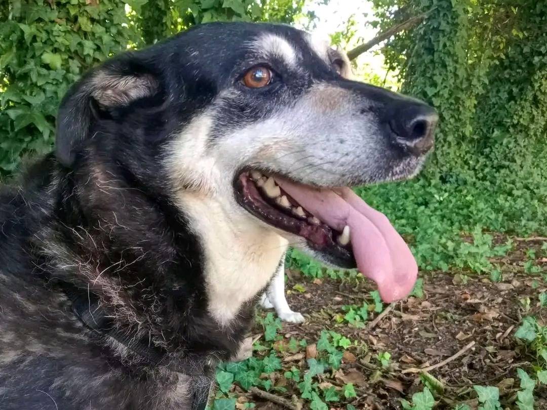 Adotta un cane, taglia media, femmina, Cremona