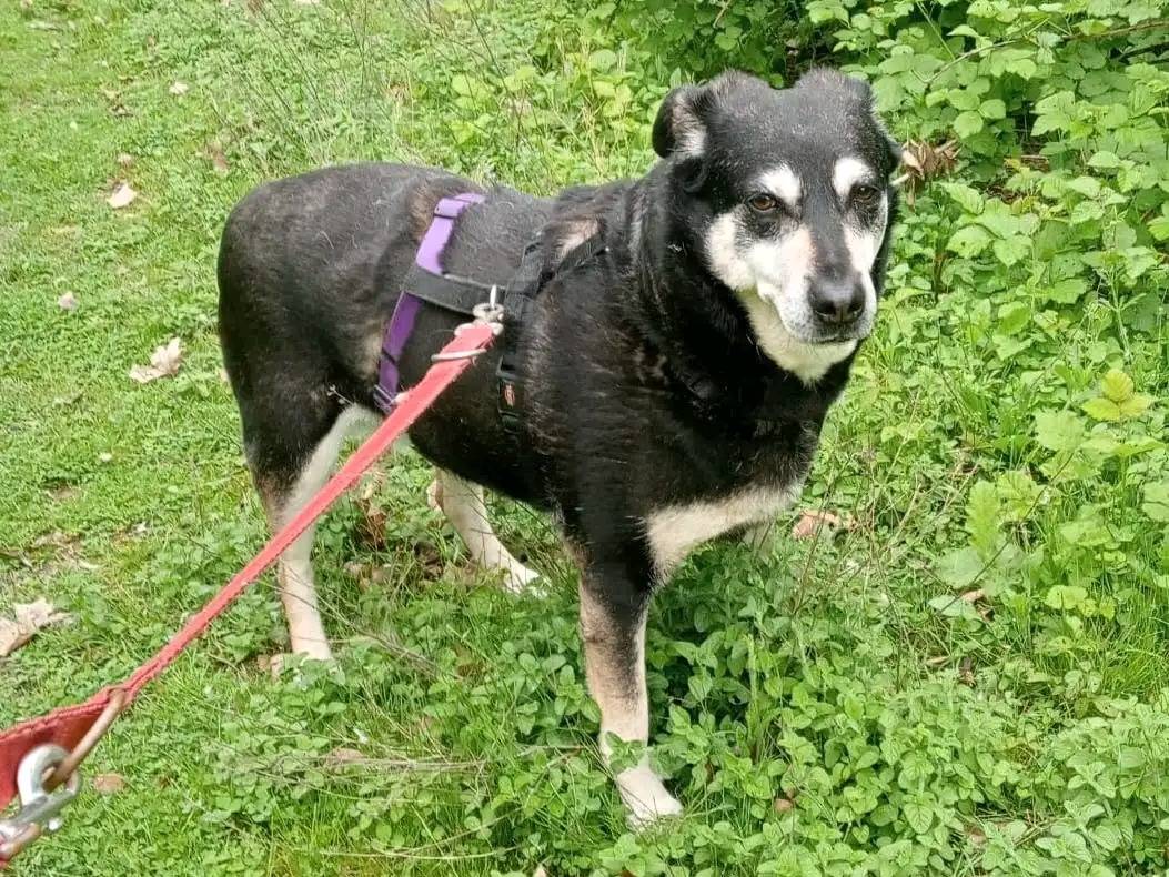 Vuoi adottare un cane a Cremona?