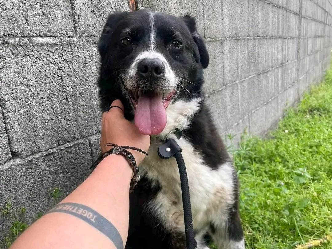 Adotta un cane, taglia media, femmina, Cremona