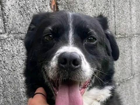 Adotta un cane, femmina, 8 anni  e 3 mesi , Cremona