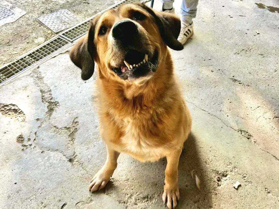 Adotta un cane, maschio, 5 anni  e 2 mesi , Cremona