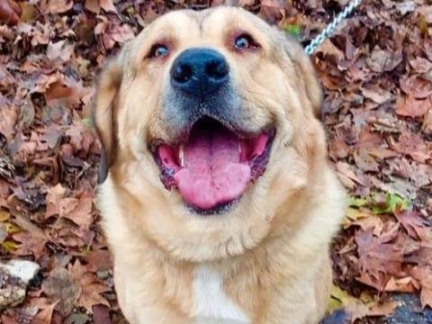 Adotta un cane, taglia gigante, maschio, Cremona
