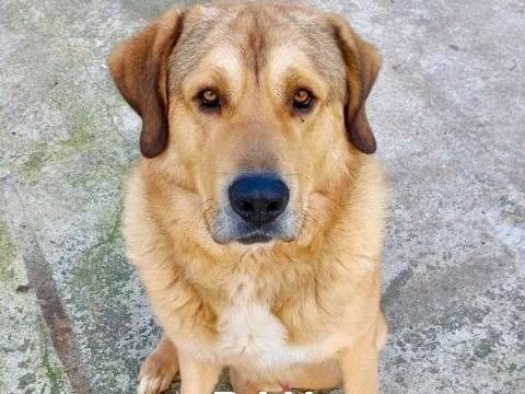 Vuoi adottare un cane a Cremona?