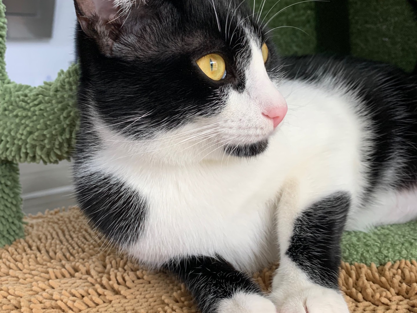 Adotta un gatto, maschio, 1 anno e 1 mese, Brindisi