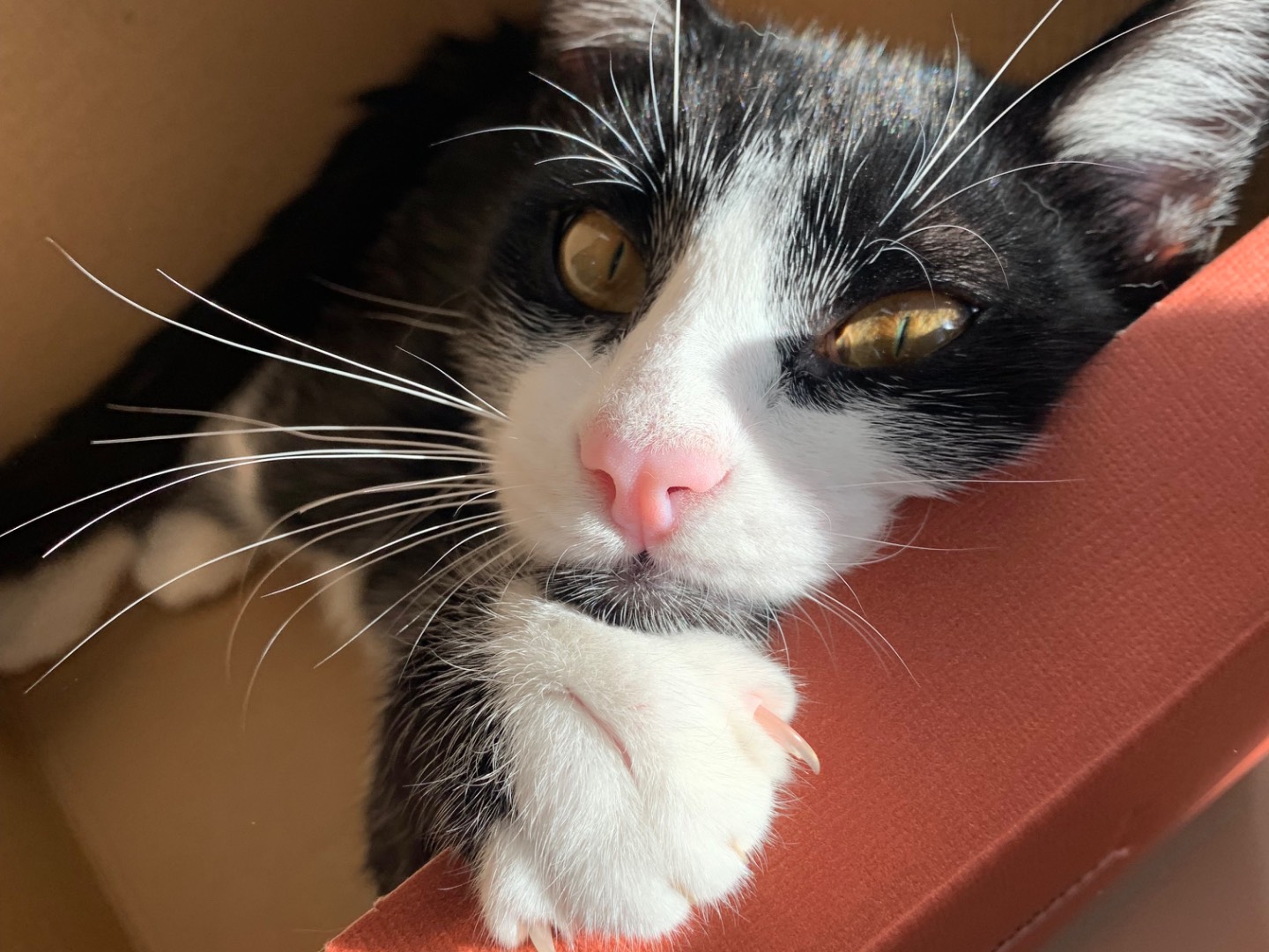 Adotta un gatto, taglia non valida, maschio, Brindisi