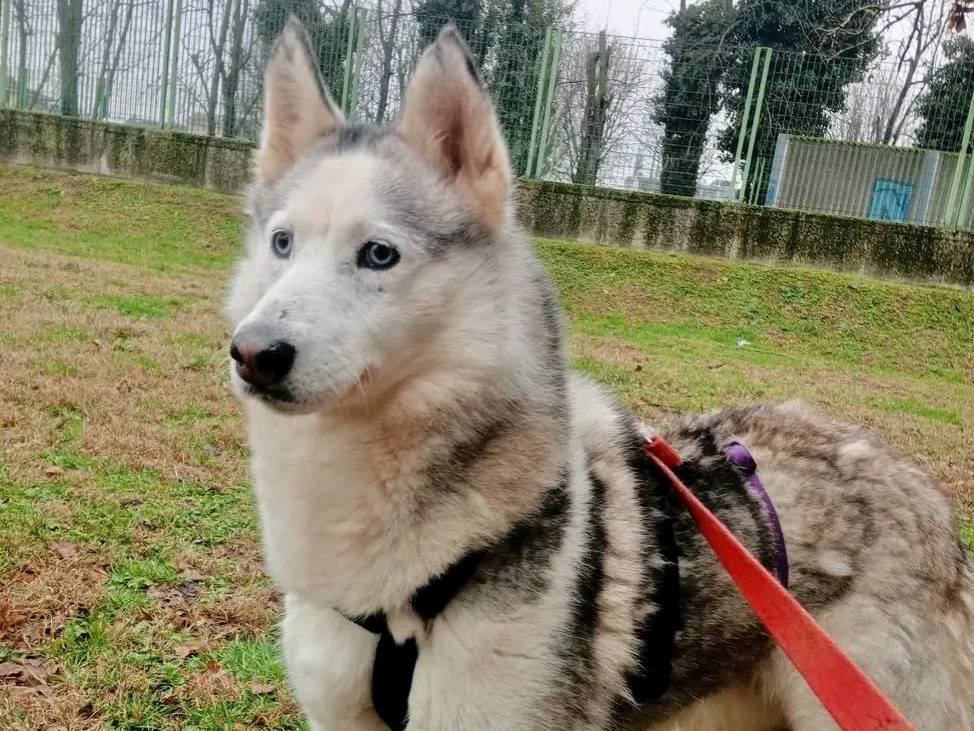 Adozione cane, femmina, Siberian Husky Razza sconosciuta, 10 anni  e 4 mesi , taglia media, Cremona