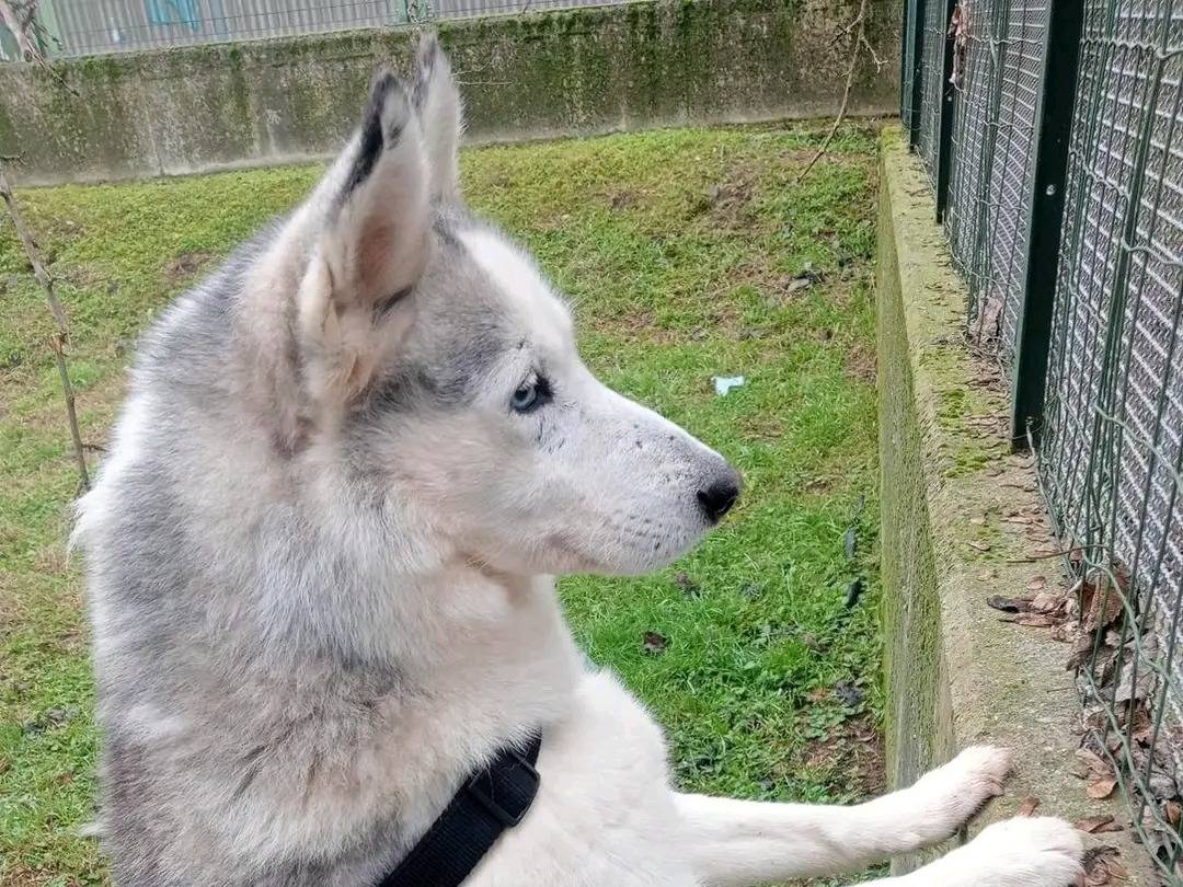 Adotta un cane, femmina, 10 anni  e 4 mesi , Cremona