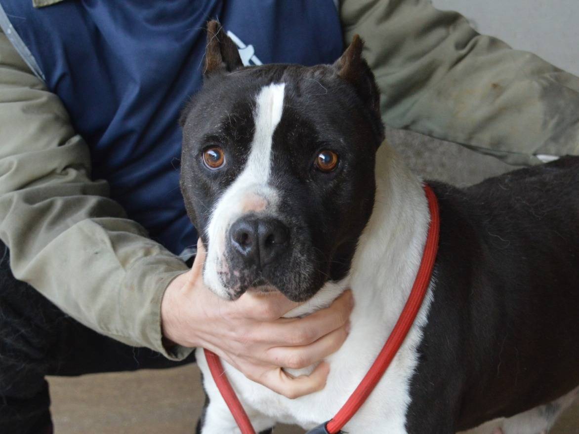 Adozione cane, femmina, Amstaff Razza sconosciuta, 9 anni e 4 mesi, taglia media, Roma