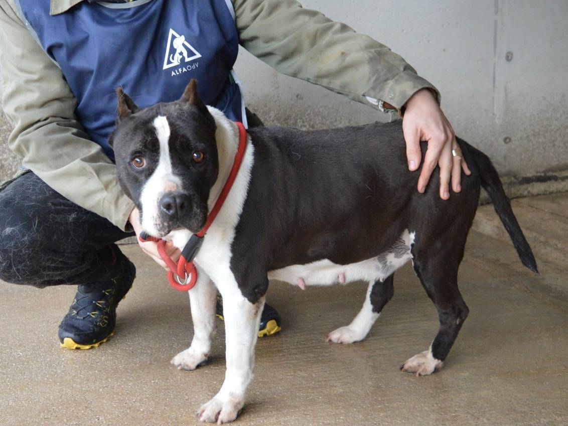 Adotta un cane, femmina, 9 anni e 4 mesi, Roma