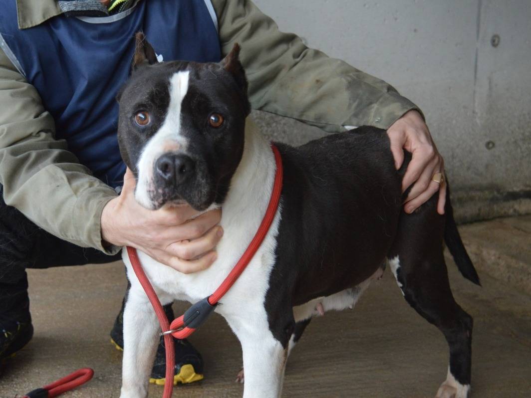 Vuoi adottare un cane a Roma?