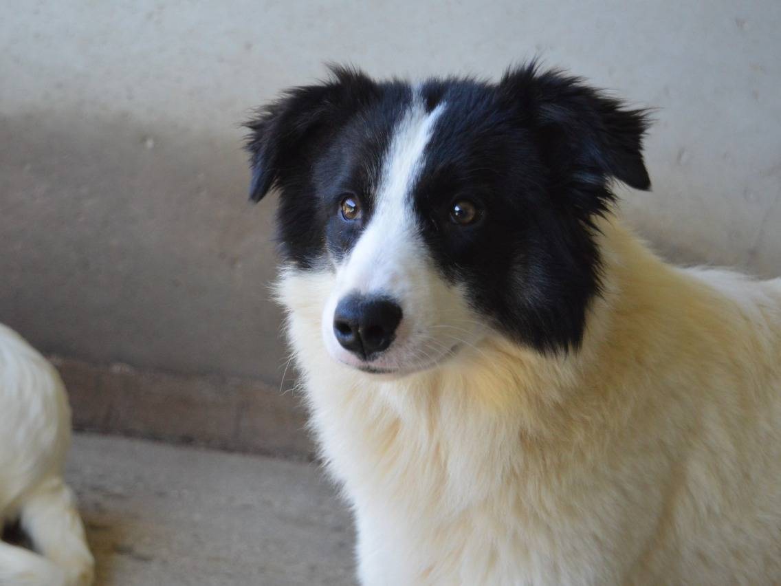 Adotta il cane Ghazala a Roma