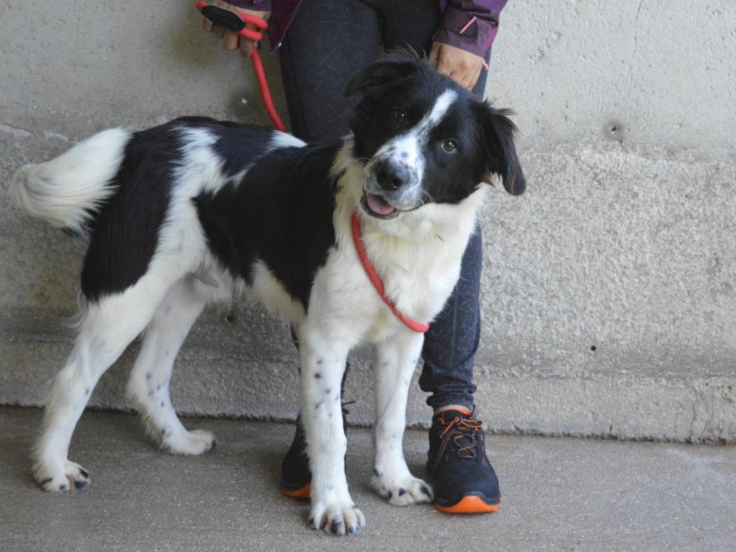 Vuoi adottare un cane a Roma?