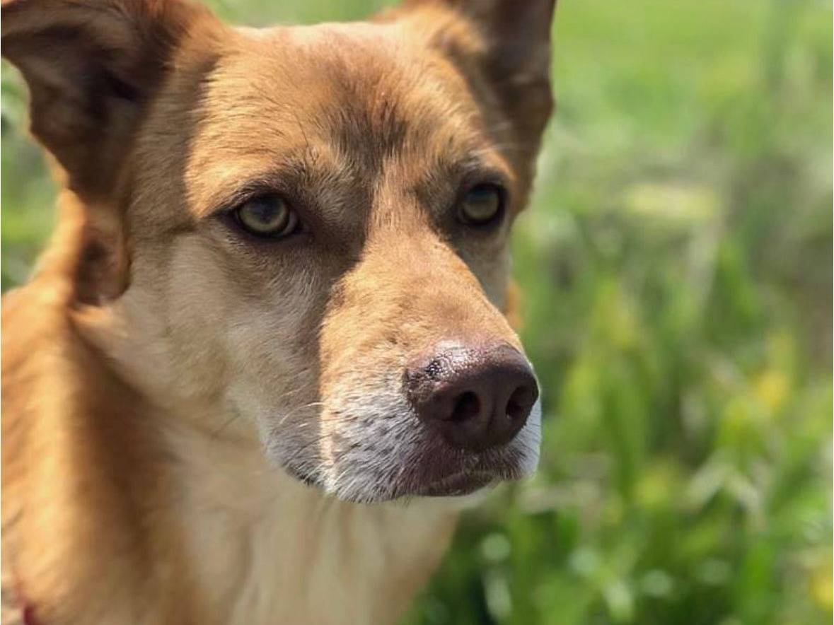 Adotta un cane, maschio, 9 anni  e 8 mesi , Milano