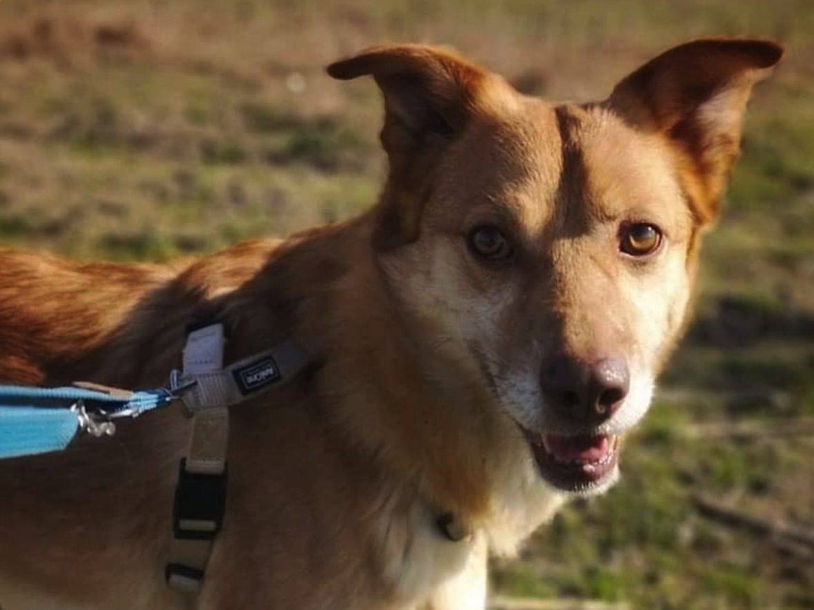 Vuoi adottare un cane a Milano?