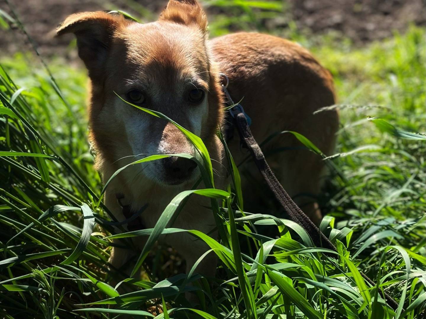Adotta il cane Prinz  a Milano