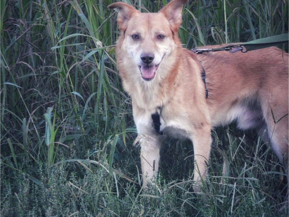 Adotta un cane, taglia media, maschio, Milano