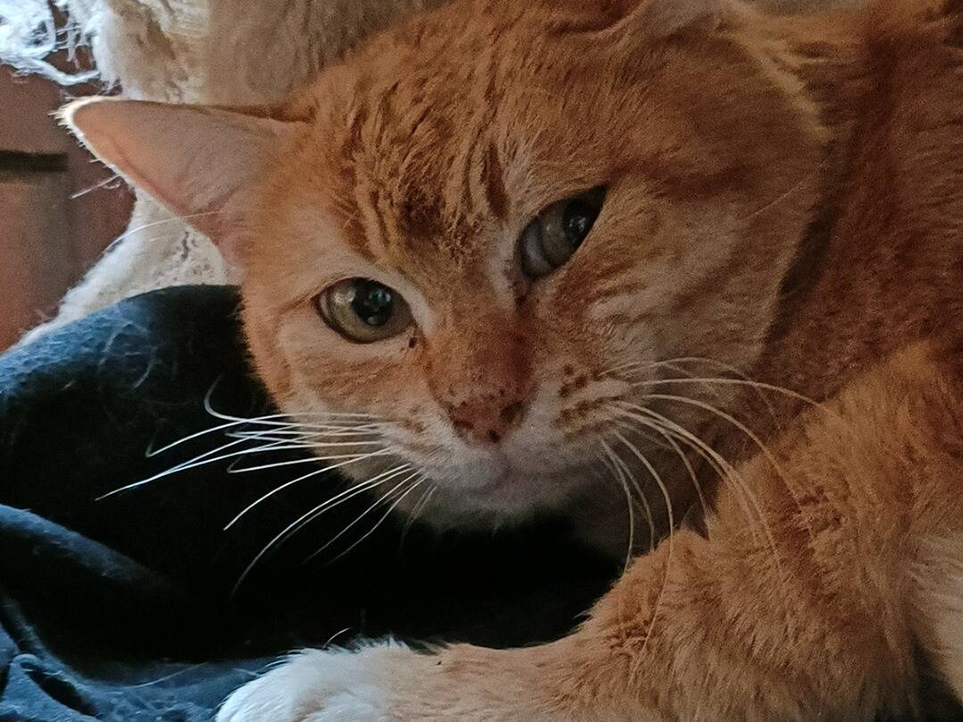 Adotta un gatto, taglia non valida, maschio, Asti