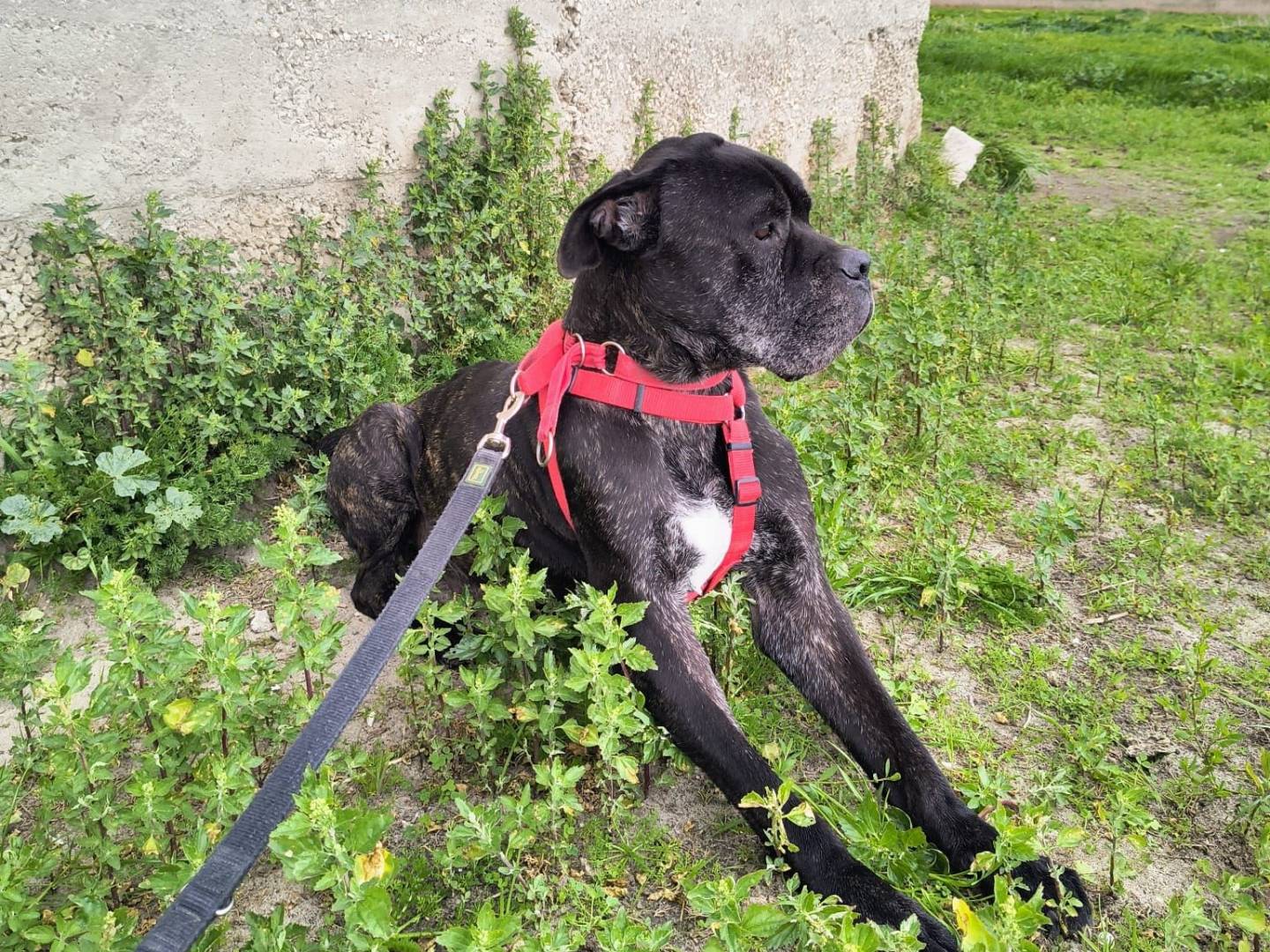 Adotta un cane, maschio, 9 anni  e 8 mesi , Caserta