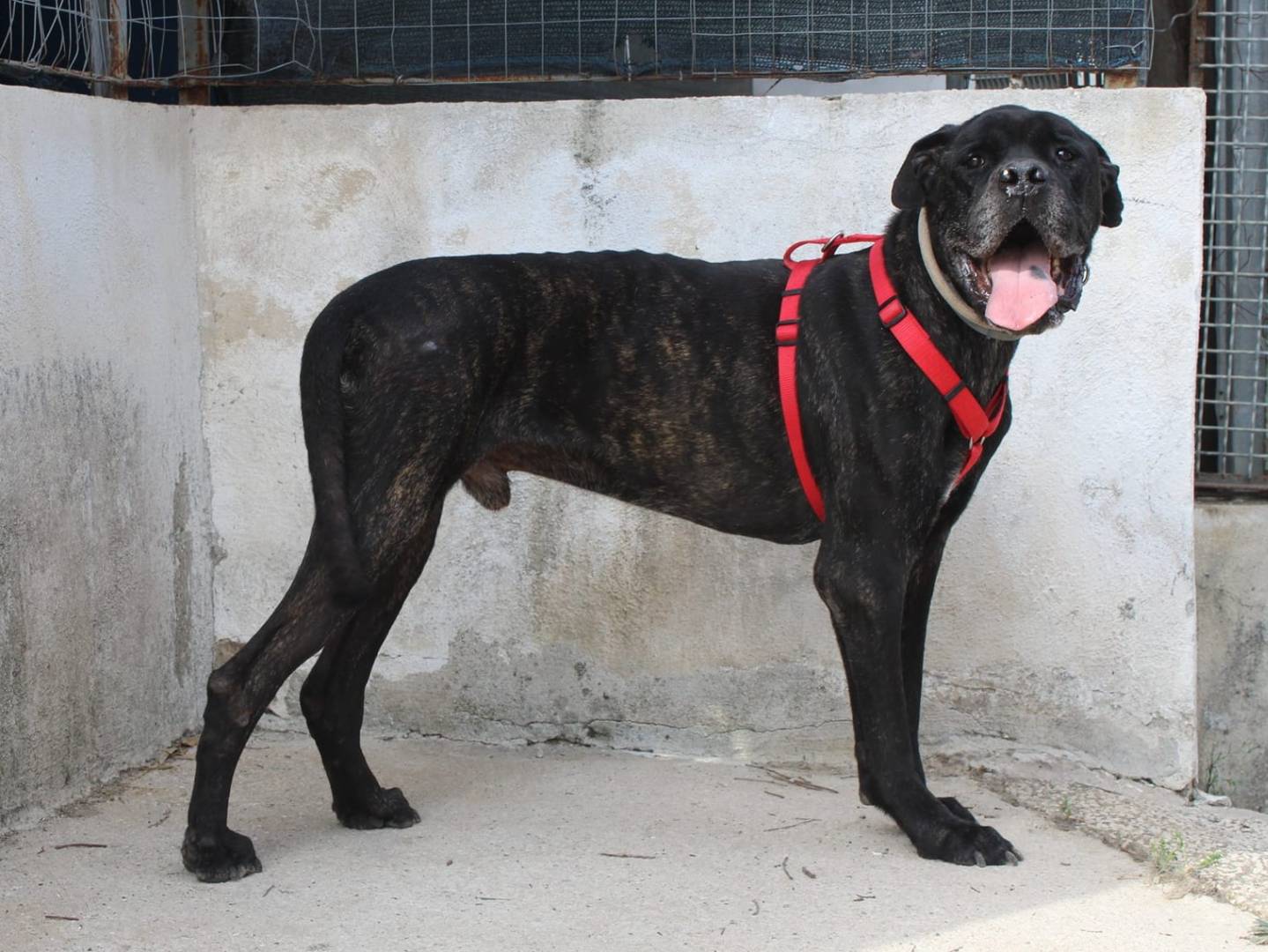 Adotta un cane, taglia grande, maschio, Caserta