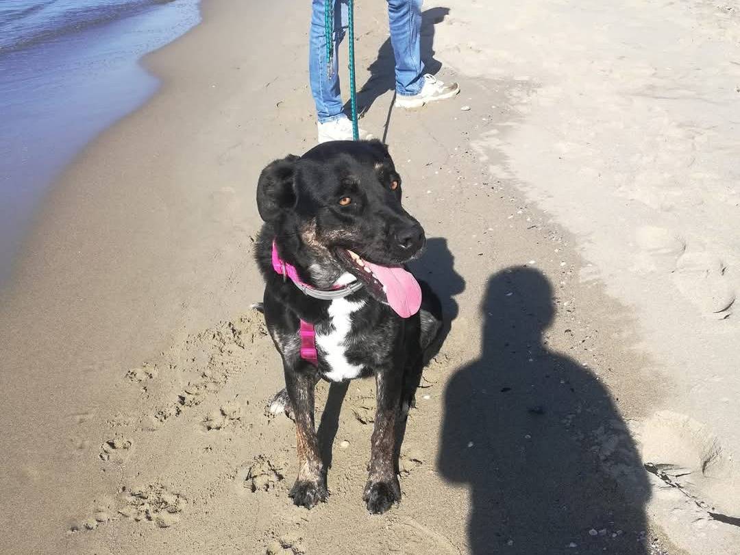 Adotta un cane, femmina, 3 anni  e 11 mesi , Caserta