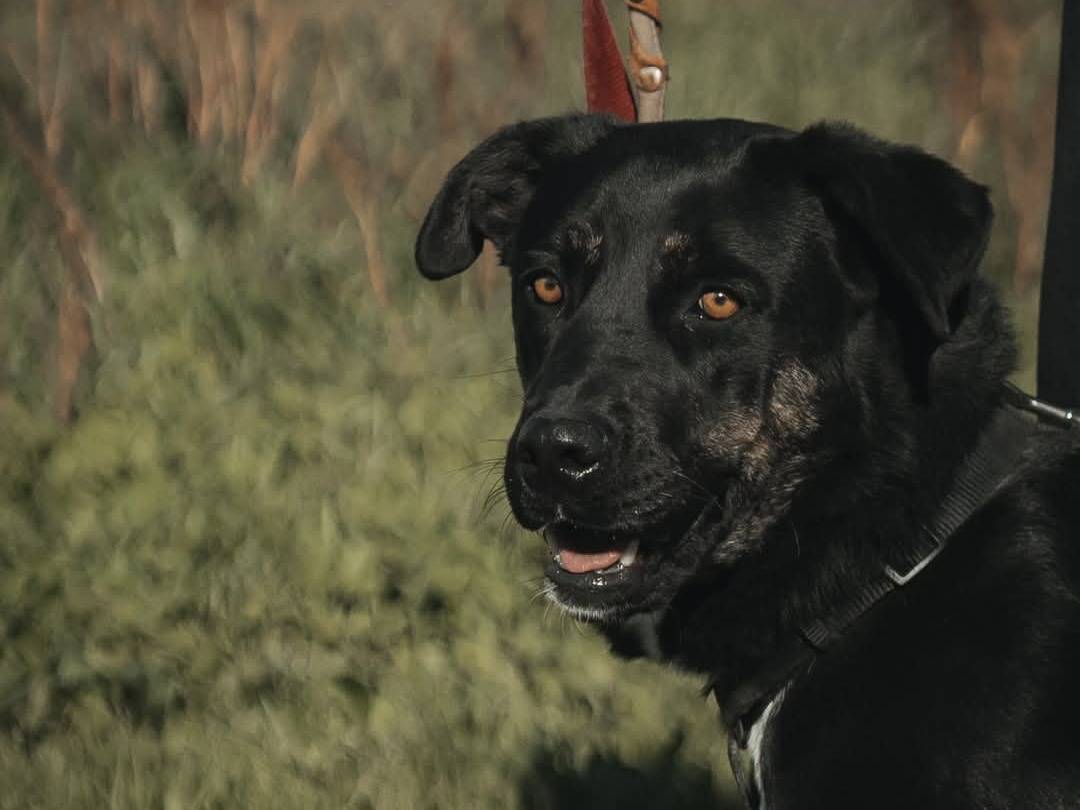 Adotta un cane, taglia grande, femmina, Caserta