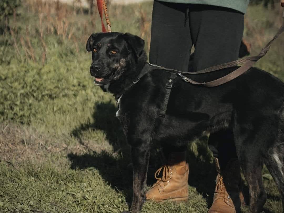 Adotta il cane Sara  a Caserta