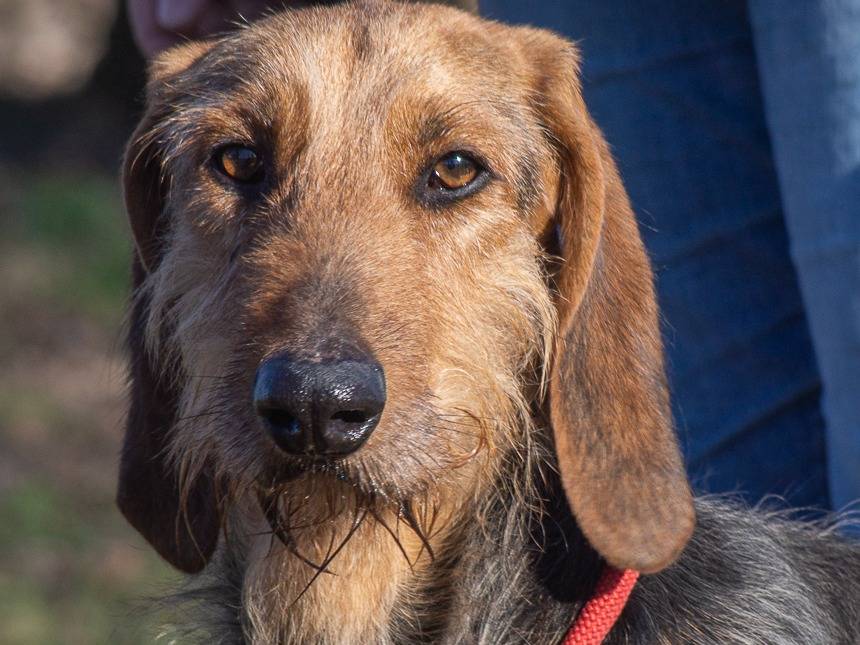 Adozione cane, maschio, Segugio Razza sconosciuta, 5 anni  e 1 mese, taglia media contenuta, Milano