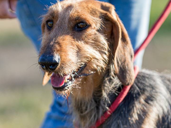 Adotta un cane, maschio, 5 anni e 7 mesi, Milano