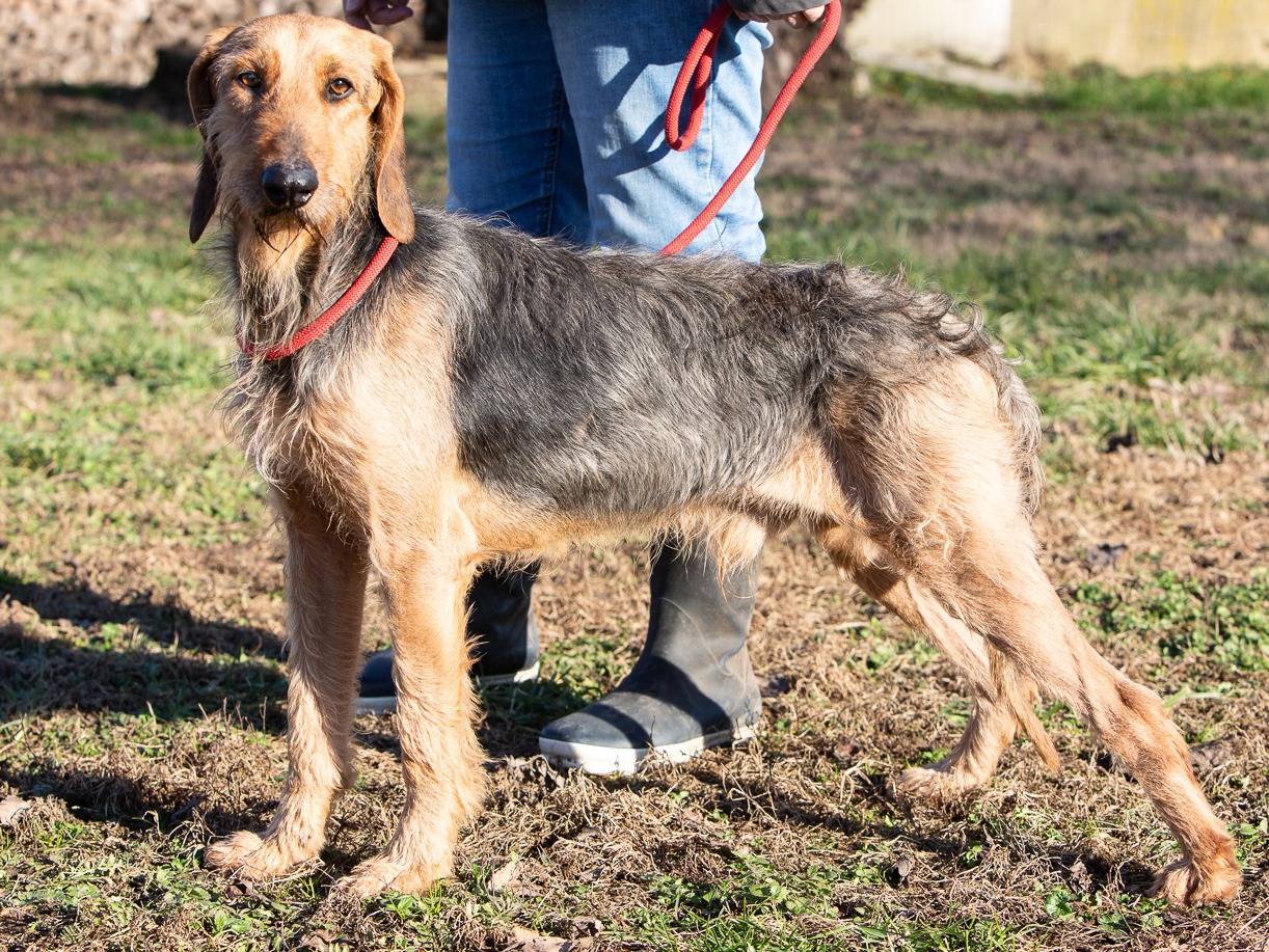 Vuoi adottare un cane a Milano?