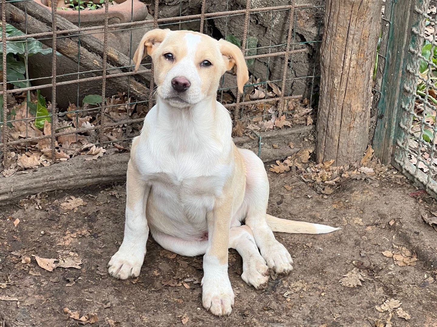 Adozione cane, maschio, Razza sconosciuta Razza sconosciuta, 7 mesi, taglia media, Roma