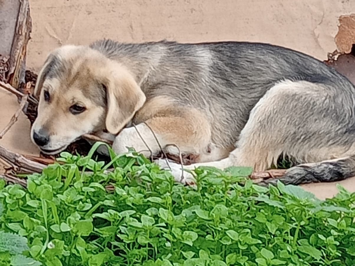 Foto dell'animale