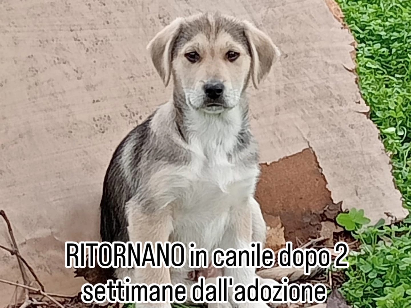 Adotta un cane, maschio, 7 mesi, Cosenza