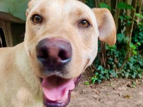Adotta un cane, femmina, 5 anni  e 8 mesi , Cremona