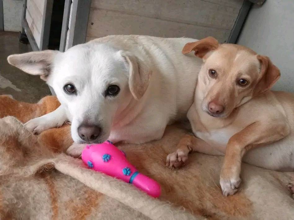 Adotta un cane, taglia piccola, femmina, Cremona