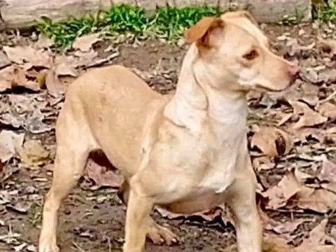 Vuoi adottare un cane a Cremona?