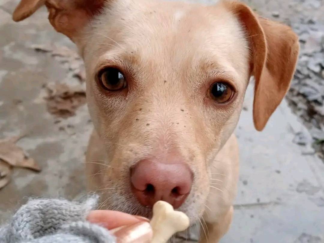 Adotta il cane GEA a Cremona