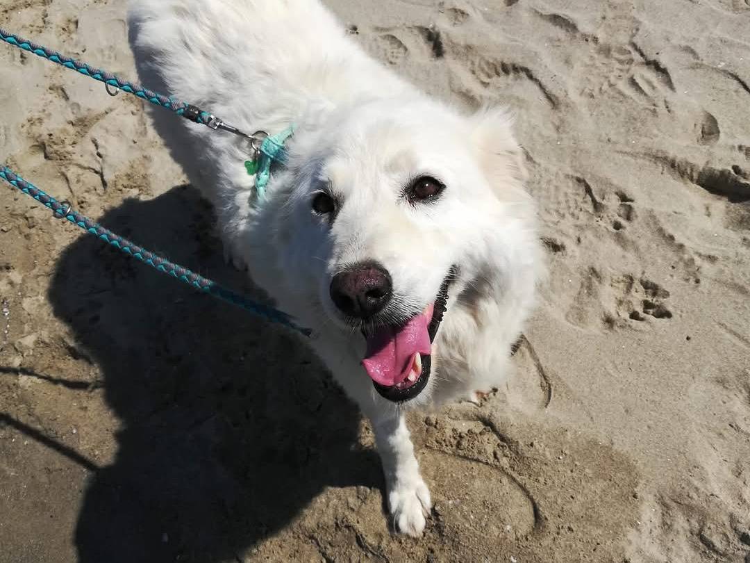 Vuoi adottare un cane a Caserta?