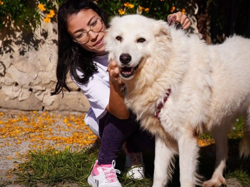Adotta un cane, femmina, 8 anni  e 4 mesi , Caserta