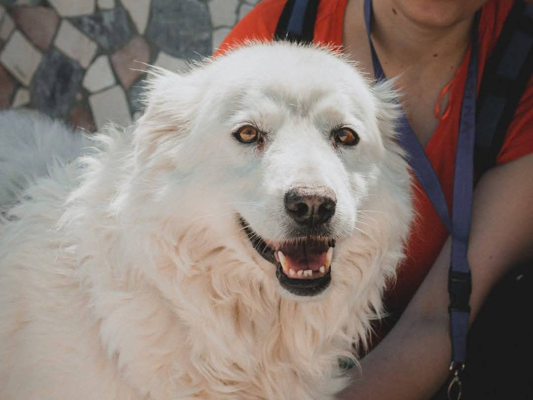 Adotta un cane, taglia grande, femmina, Caserta