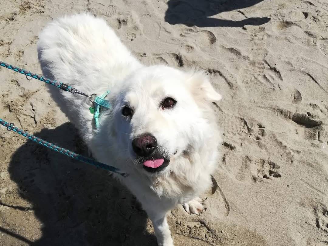 Adotta il cane Bianca neve a Caserta