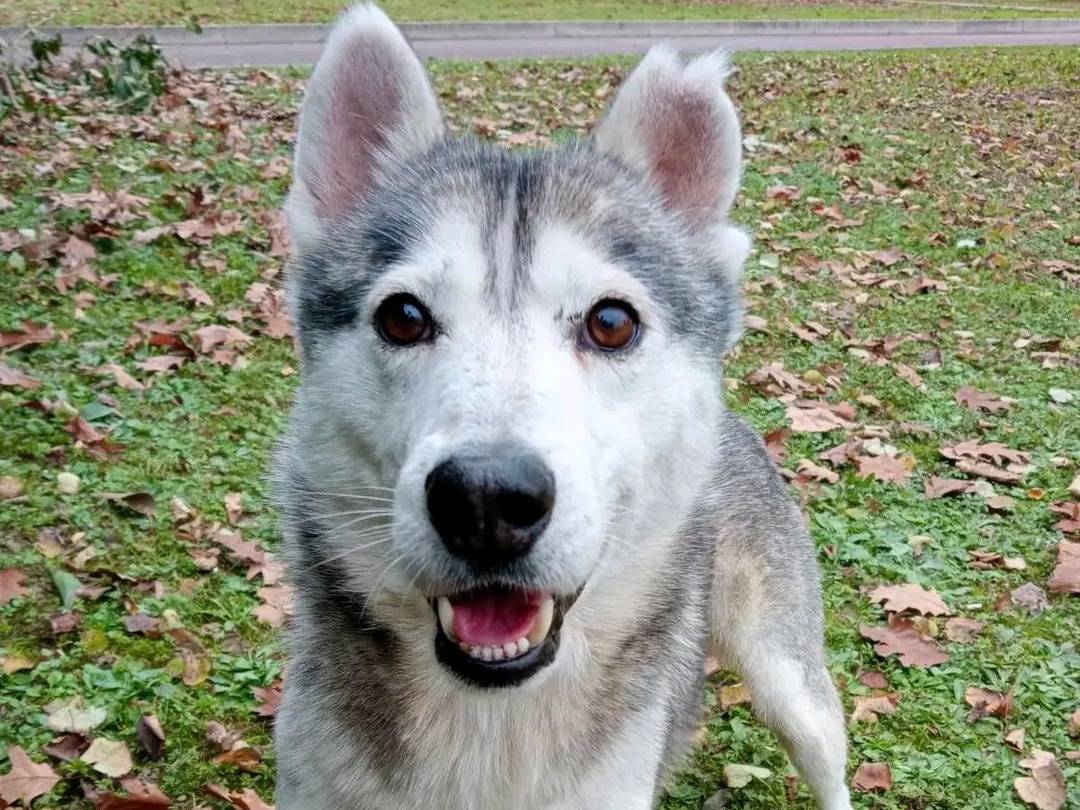 Adotta un cane, maschio, 8 anni  e 10 mesi , Cremona