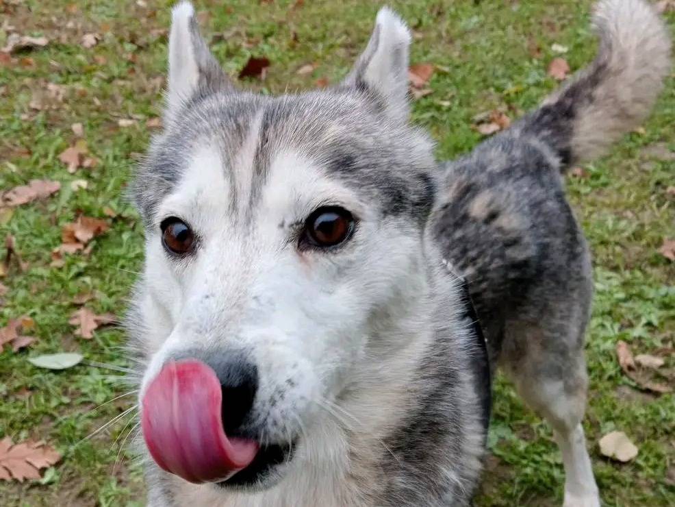 Adotta un cane, maschio, 8 anni  e 7 mesi , Cremona