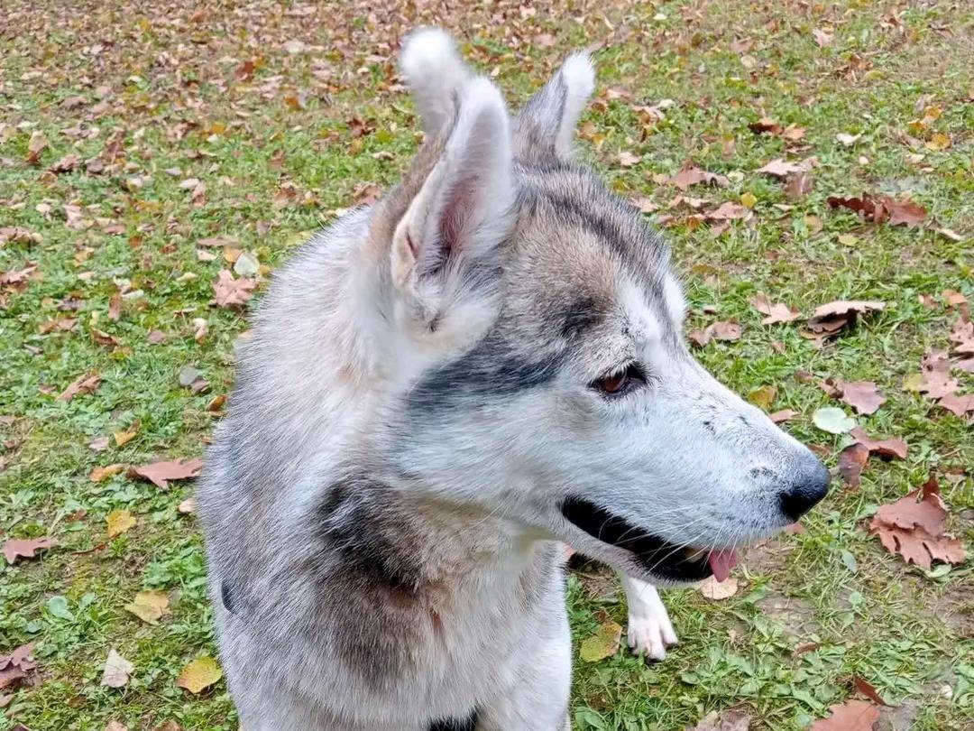 Vuoi adottare un cane a Cremona?