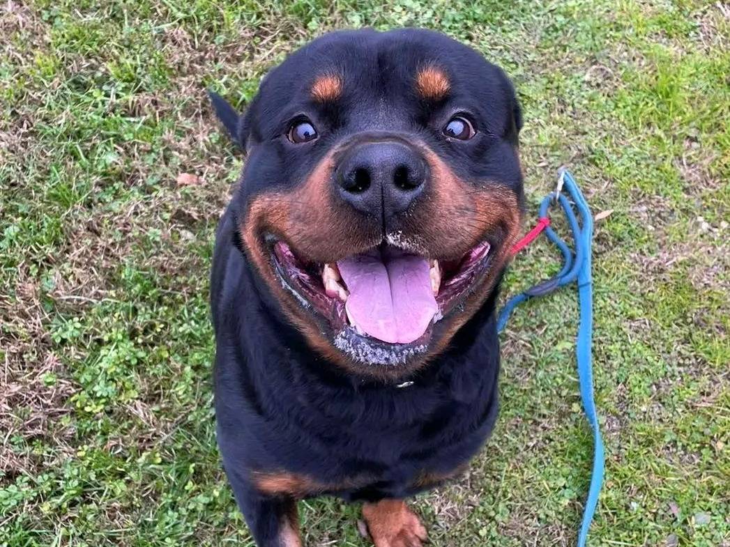 Adotta un cane, maschio, 4 anni  e 2 mesi , Cremona