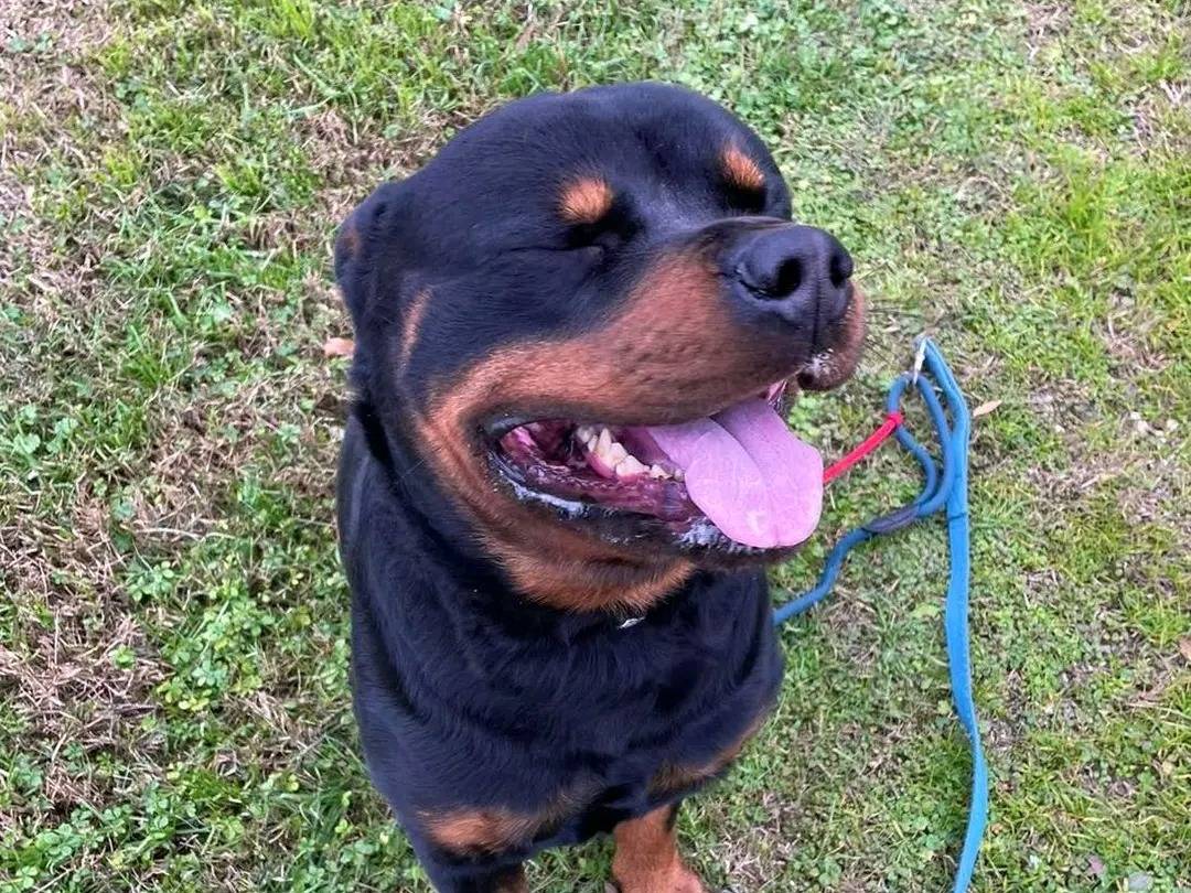 Adotta un cane, taglia media, maschio, Cremona