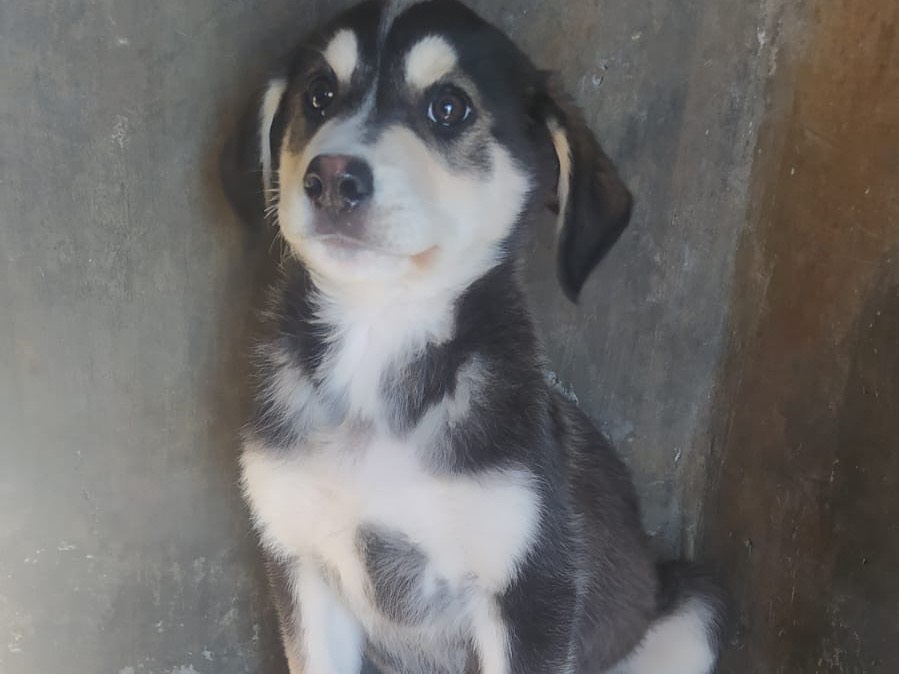 Adozione cane, maschio, Razza sconosciuta Razza sconosciuta, 4 mesi, taglia media, Cosenza