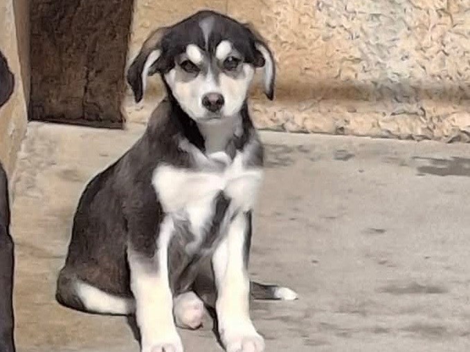 Adotta un cane, maschio, 4 mesi, Cosenza