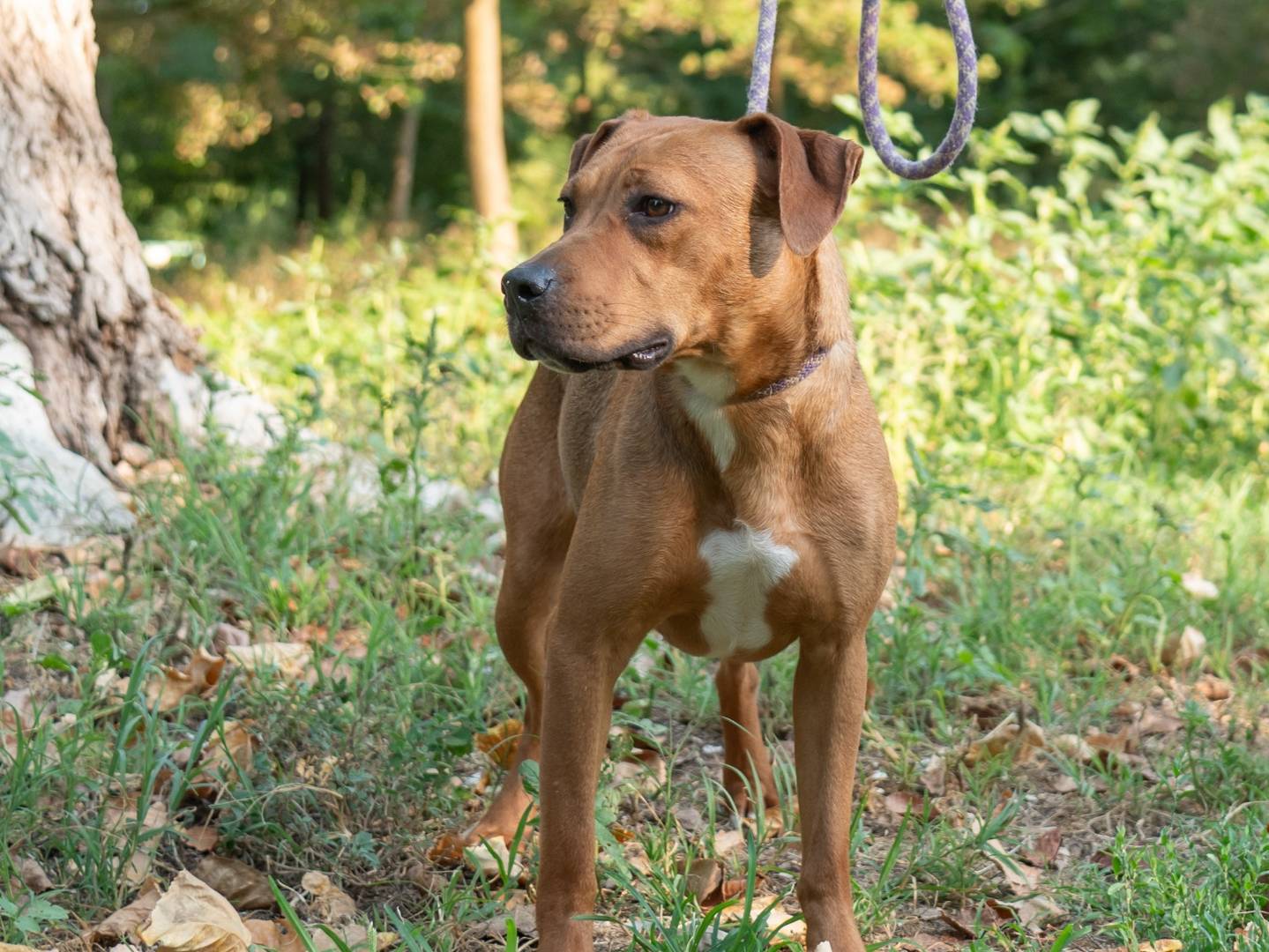 Adotta un cane, femmina, 2 anni  e 2 mesi , Ferrara