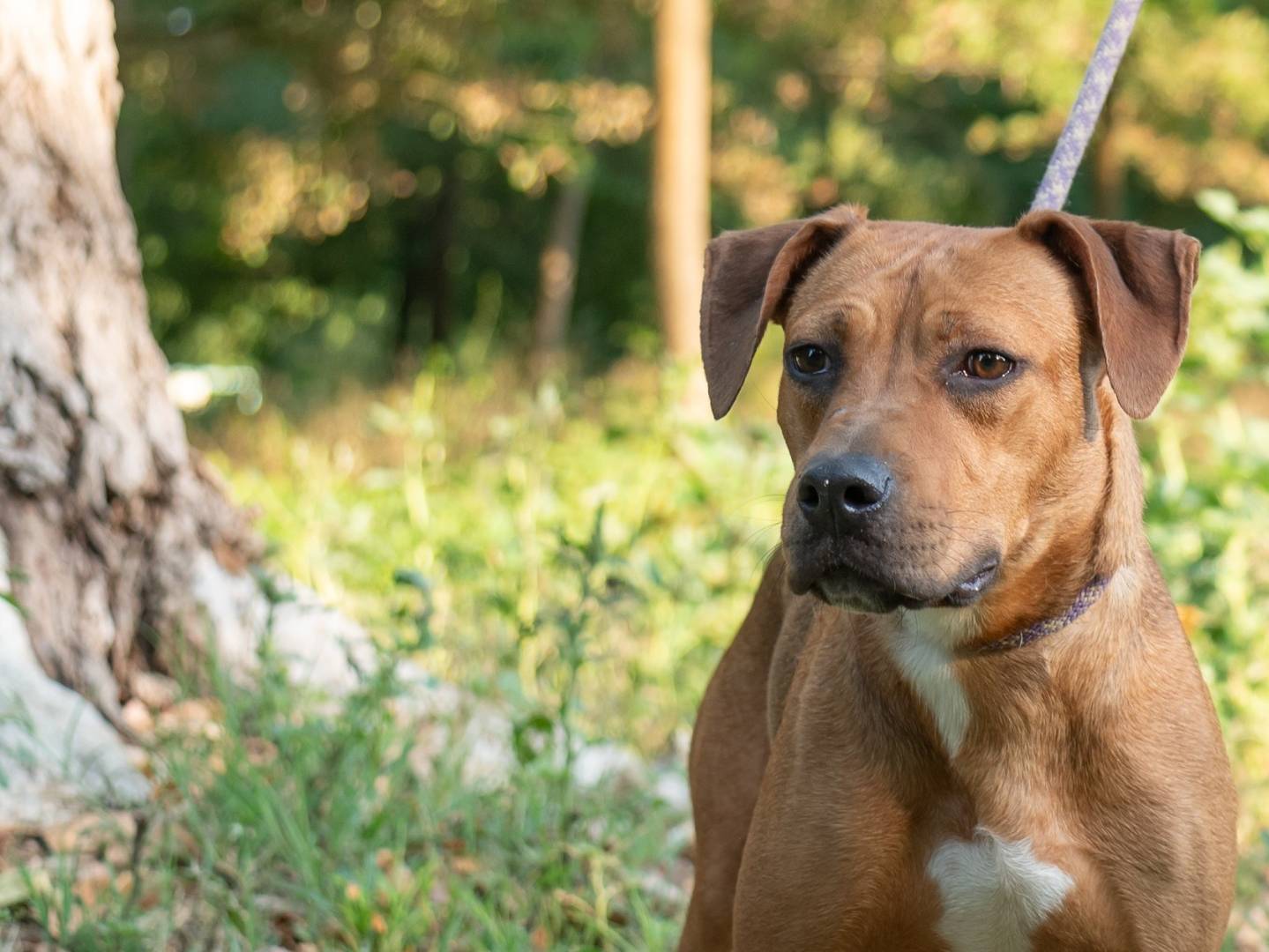 Adotta un cane, taglia media, femmina, Ferrara