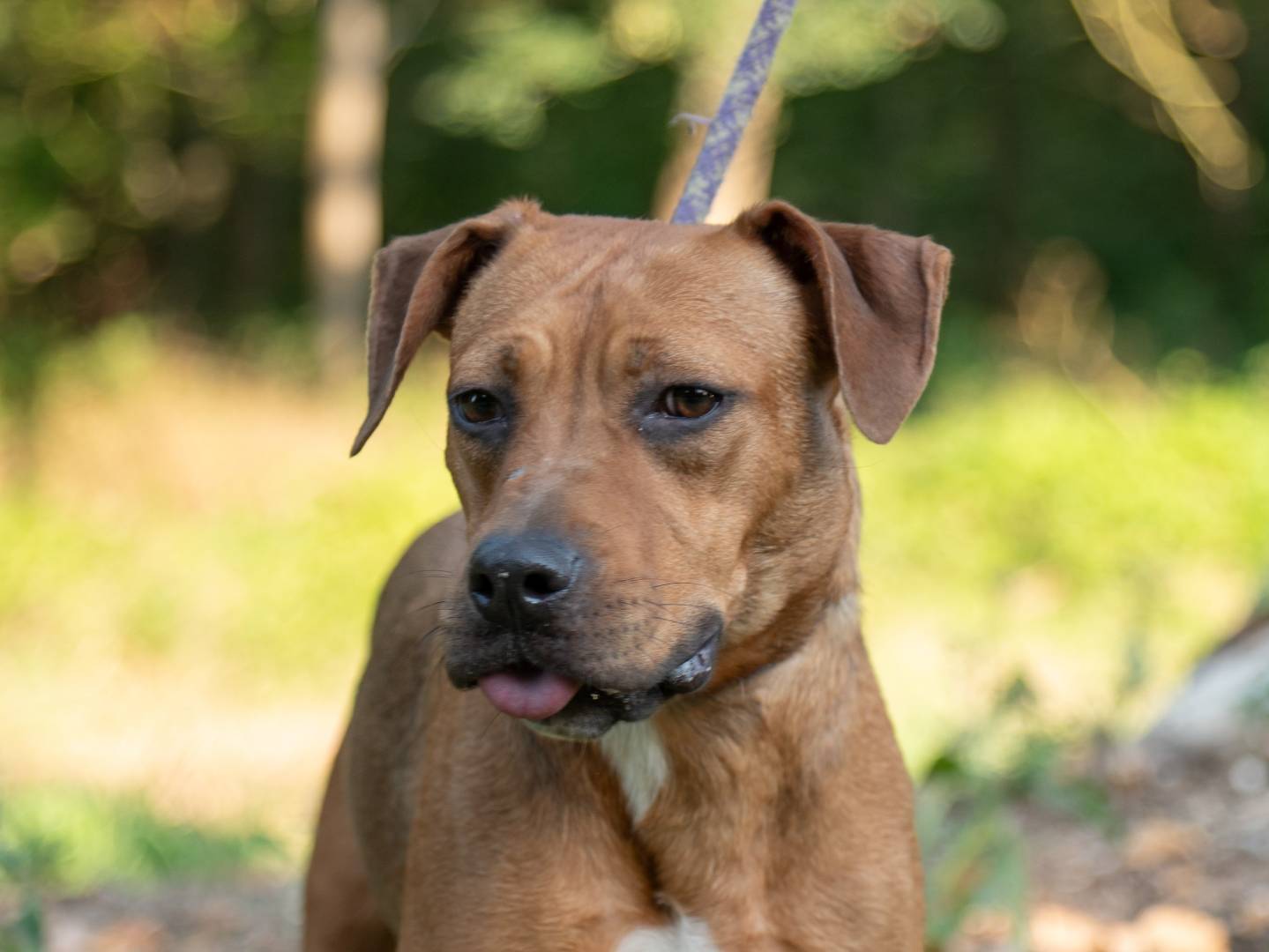 Vuoi adottare un cane a Ferrara?